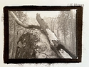 Burnt Tree, Rock, Yosemite Valley, 2025