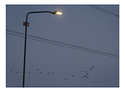 Flap