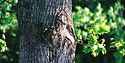 Oak