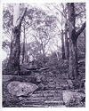 Bushland Stairway