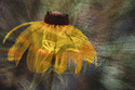 Double exposure.jpg