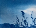 Crow