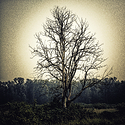 Tree in warm light