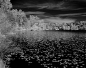 Deer Lake Infrared