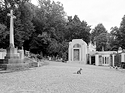 Fox in the Cemetery !