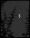 Moon in Myrtle