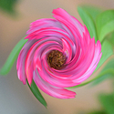 Mini Rose