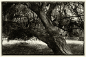 Old willow tree