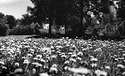 Dandelion carpet.jpg