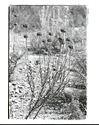 Buckwheat, Holy Jim Canyon