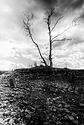 Lone tree
