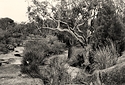 Girraween