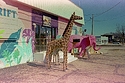 Thrift Store