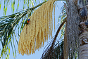 Australian King Parrot In Palm Tree