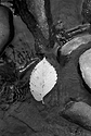 Leaf in Creek