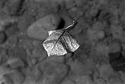 Leaf in Creek