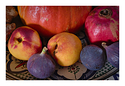 Century of the fruit bat