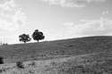 Field
