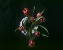 TULIPS.png