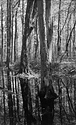 Lowland Forest