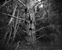 eidoscope - ilford -.jpg