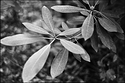 Wild Rhododendron