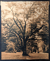 Black Locust