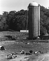 Sonatas XII-81 (Farms)