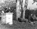 Sonatas XII-82 (Farms)