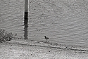 Sittin' On The Dock Of The Bay