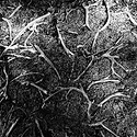 roots moss and grass
