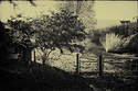 Farm gate and tree Tin Type
