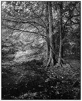 Cypress - Redbud Isle 11/15/2025