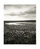 A Thousand Water Hyacinths
