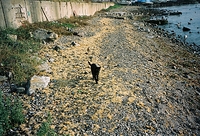 Mighty Cat on Sea Grass