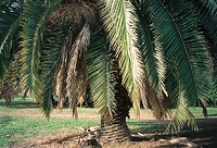 Palm Tree