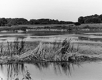 Horicon Marsh-4