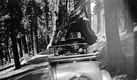 Cars driving through redwoods, 1920's.jpg