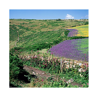 Nanquidno at height of summer