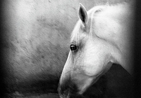 Lipizzaner at the Lipica Stud Farm