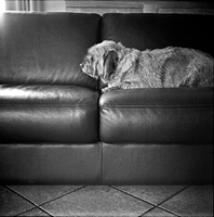 Julia on the (forbidden) couch