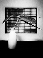 Pin Hole style leaves and window frame in small vase.