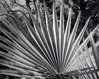 Palm, back yard, Jan 2026