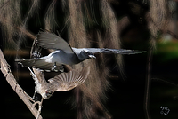 Flight of the Friarbird.jpg