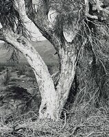 Tree, California Desert