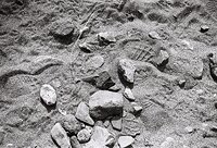 After Rain Coastline.JPG