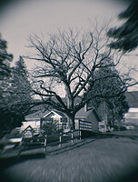 Ambelside North Vancouver.