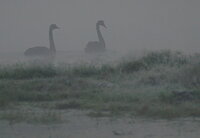 Foggy Swans.jpg