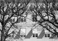 Trees, Windows, Shadows