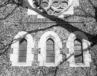 Windows, Tree, Shadows